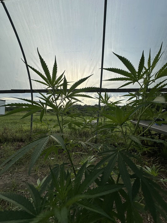 CBG, CBD, and CBN for Pain Relief: Yale Study Finds Cannabinoids Could Be Safer Than Opioids