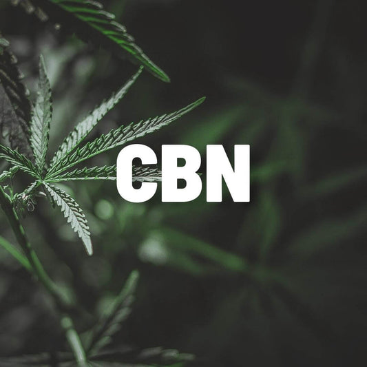 Carolina Dream CBD, THC, and CBN gummies and tinctures – hemp-derived, fast-acting, and formulated for sleep, stress, and focus