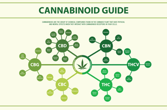 Carolina Dream CBD, THC, and CBN gummies and tinctures – hemp-derived, fast-acting, and formulated for sleep, stress, and focus