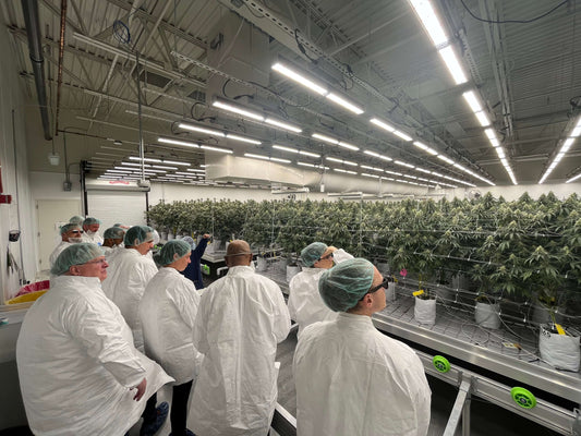 Carolina Dream CBD, THC, and CBN gummies and tinctures – hemp-derived, fast-acting, and formulated for sleep, stress, and focus