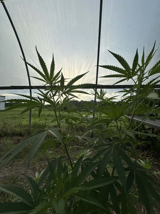 Cannabinoids Could Be Safer Than Opioids: Cannabis plants growing inside a greenhouse at sunset.