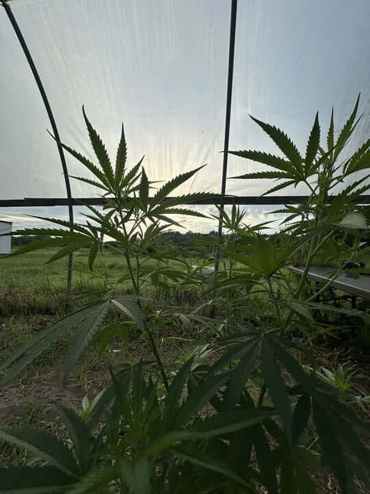 Cannabinoids Could Be Safer Than Opioids: Cannabis plants growing inside a greenhouse at sunset.