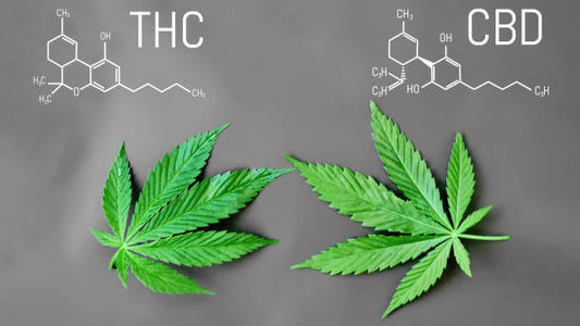Carolina Dream CBD, THC, and CBN gummies and tinctures – hemp-derived, fast-acting, and formulated for sleep, stress, and focus